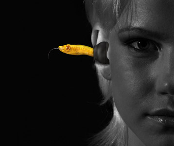 News - Central: Viper Head yellow