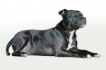 Hunde Infos & Hunde News @ Hunde-Info-Portal.de | Foto: Staffordshire Terrier.