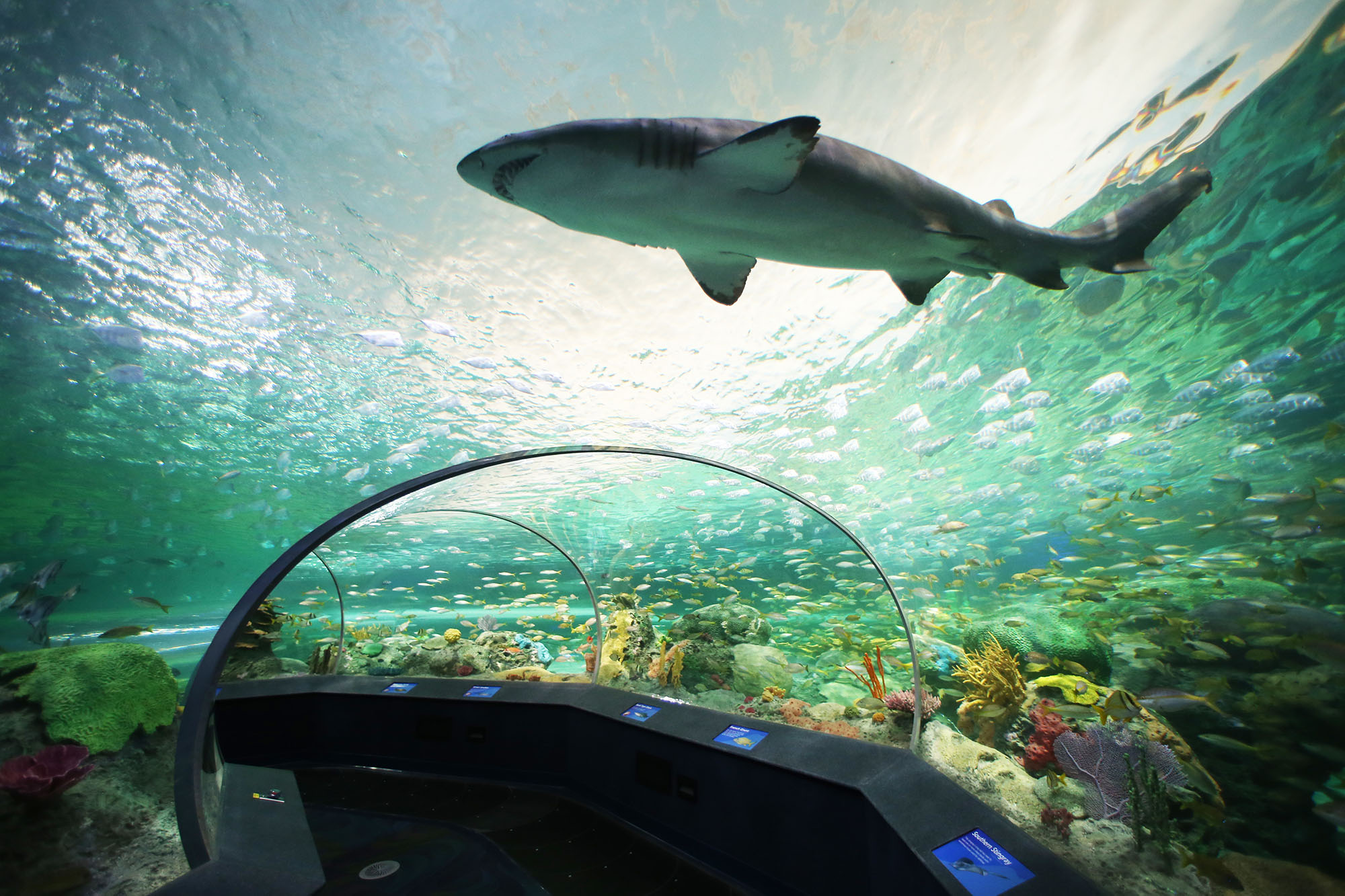 Tier Infos & Tier News @ Tier-News-247.de | Foto: Foto: Das Ripleys Aquarium of Canada, Dangerous Lagoon