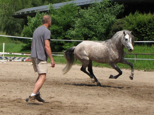 Deutsche-Politik-News.de | Equi-Com®  Was Manager von Pferden lernen knnen