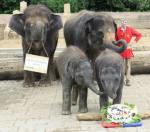 Zoo-News-247.de - Zoo Infos & Zoo Tipps | Foto: Felix und Dinkar naschen an der Torte.