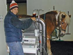 Foto: Tierrztin Stephanie Kempchen im Einsatz: Hyperbare Ozontherapie bei der Stute Funny. |  Landwirtschaft News & Agrarwirtschaft News @ Agrar-Center.de