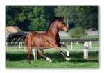 finanzierung-247.de - News, Infos & Tipps | HORSE-LIFE Versicherungs-Service