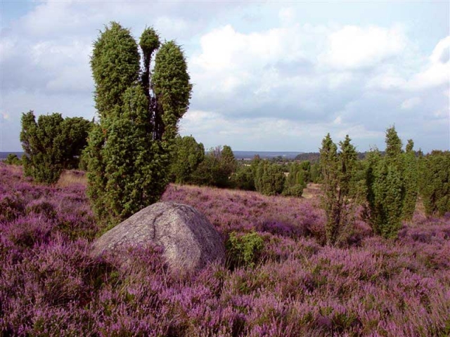 Orchideen-Seite.de - rund um die Orchidee ! | 1. Deutsches Kartoffel Hotel Lneburger Heide