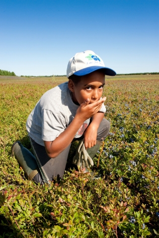 Kanada-News-247.de - Kanada Infos & Kanada Tipps | Wild Blueberry Association of North America c/o mk2 gmbh