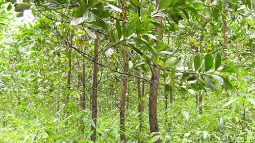 Forest Finance Service GmbH | Freie-Pressemitteilungen.de