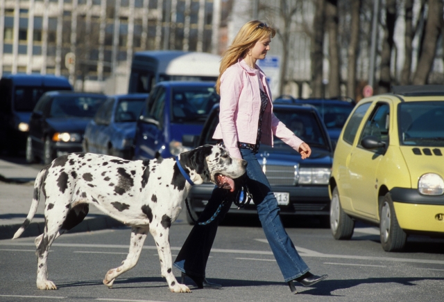 Hunde Infos & Hunde News @ Hunde-Info-Portal.de | Fressnapf Tiernahrungs GmbH