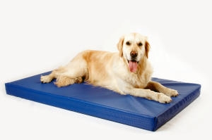 Hunde Infos & Hunde News @ Hunde-Info-Portal.de | DoggyBed Hunde Komfortbetten