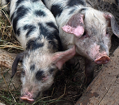 Landwirtschaft News & Agrarwirtschaft News @ Agrar-Center.deentenhoff