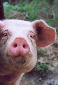 Landwirtschaft News & Agrarwirtschaft News @ Agrar-Center.de | Foto: Schweine und Wildschweine sind oft mit Influenza durchseucht.