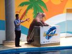 Tier Infos & Tier News @ Tier-News-247.de | Foto: >> Verletztes Walross Sarah wird im Istanbul Delfinarium zum Affen gemacht <<