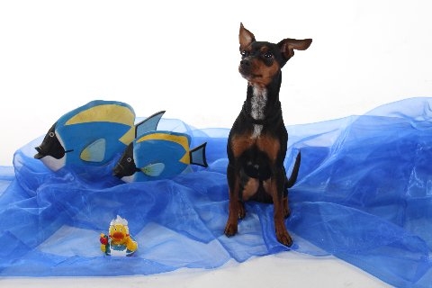 Tier Infos & Tier News @ Tier-News-247.de | Mini-Meer & Nellys Futterkiste