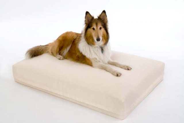 Hunde Infos & Hunde News @ Hunde-Info-Portal.de | DoggyBed Hunde Komfortbetten