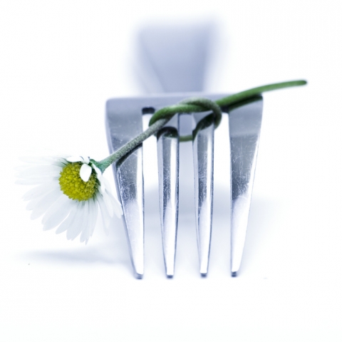 Orchideen-Seite.de - rund um die Orchidee ! | Agentur Abendhauch/Select Catering Inh.Fr.Harnisch