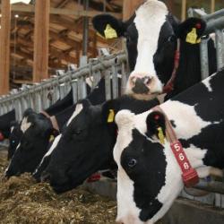 Landwirtschaft News & Agrarwirtschaft News @ Agrar-Center.de | Foto: Mehr Milch und ges�ndere K�he durch Pansenstimulierung, Leberschutz und Energie.