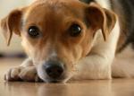 Hunde Infos & Hunde News @ Hunde-Info-Portal.de | Foto: Auf Wohnungssuche mit Tieren.