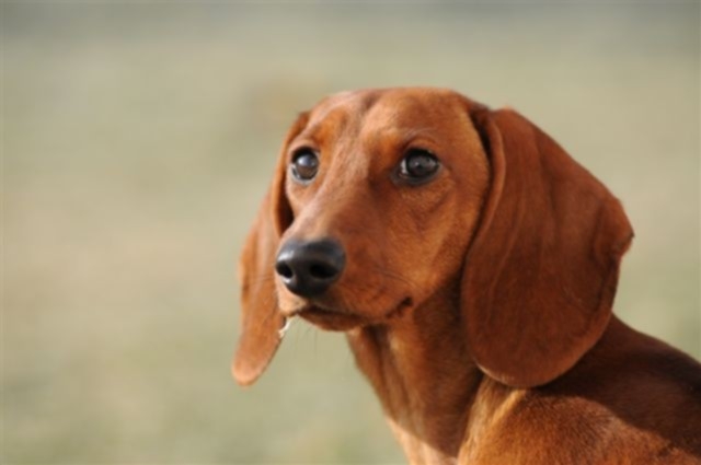 Hunde Infos & Hunde News @ Hunde-Info-Portal.de | Hundehotel - Hundepension und Hundebetreuung Satke