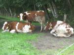 Foto: Chronischer Botulismus in Milchviehehrden. |  Landwirtschaft News & Agrarwirtschaft News @ Agrar-Center.de