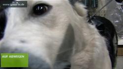 Hunde Infos & Hunde News @ Hunde-Info-Portal.de | Foto: .