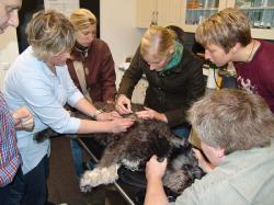 Landwirtschaft News & Agrarwirtschaft News @ Agrar-Center.de | Agrar-Center.de - Agrarwirtschaft & Landwirtschaft. Foto: Tierrzte untersuchen in den AVA-Workshoprume einen Hundepatienten.