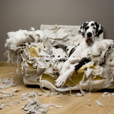 Hunde Infos & Hunde News @ Hunde-Info-Portal.de | DoggyBed Hunde Komfortbetten