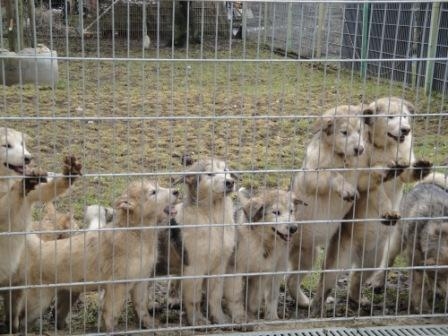 Hunde Infos & Hunde News @ Hunde-Info-Portal.de | Bund Deutscher Tierfreunde e.V.