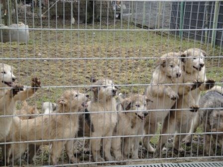 Deutsche-Politik-News.de | Bund Deutscher Tierfreunde e.V.