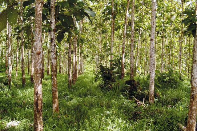 Tier Infos & Tier News @ Tier-News-247.de | Forest Finance Service GmbH