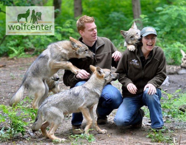 News - Central: WOLFCENTER