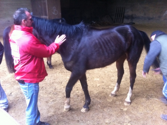 Tier Infos & Tier News @ Tier-News-247.de | animal peace Tierhof, Medienkoordination 
