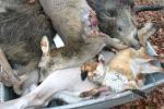 Tier Infos & Tier News @ Tier-News-247.de | Foto: Opfer einer Treibjagd.