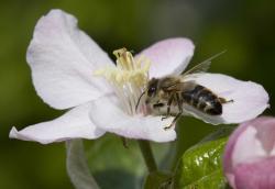 Foto: Fr viele Kultur- und Wildpflanzen bedeutet die Bltenbestubung durch Bienen reichen Fruchtertrag. Aus diesem Grund soll ein neues Projekt im Landkreis Rhn-Grabfeld und angrenzenden Gebieten die Imkerei frdern. Foto: Eckhard Jedicke. |  Landwirtschaft News & Agrarwirtschaft News @ Agrar-Center.de
