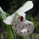 Orchideen-Seite.de - rund um die Orchidee ! | Foto: Eine Sorte der Gartenorchideen von nextplant: Cypripedium 