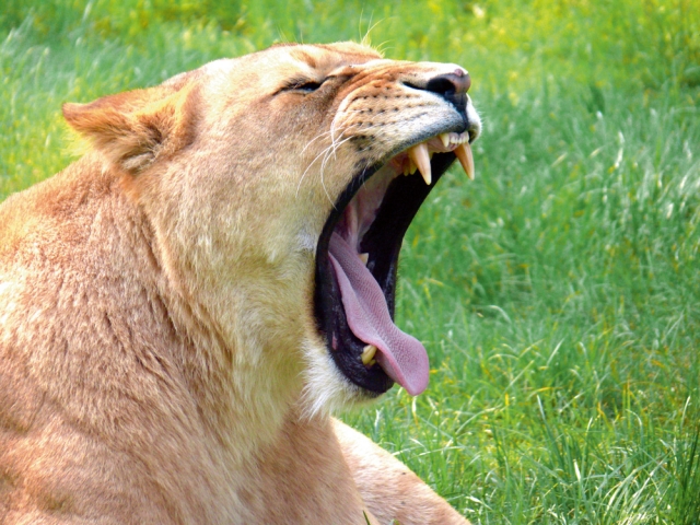 Zoo-News-247.de - Zoo Infos & Zoo Tipps | Serengeti-Park Hodenhagen