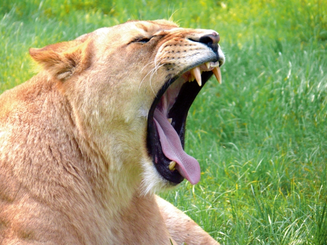 Deutsche-Politik-News.de | Serengeti-Park Hodenhagen