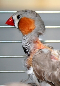 Deutsche-Politik-News.de | aktion tier - menschen fr tiere e.V.