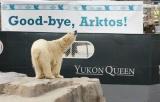 Zoo-News-247.de - Zoo Infos & Zoo Tipps | Foto: Eisbr Arktos soll in Schottland eine eigene Familie grnden.