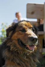 Hunde Infos & Hunde News @ Hunde-Info-Portal.de | Foto: Auf vielen Bauernhfen der Marke >> Roter Hahn << sind Hunde gern gesehene Gste. Bildnachweis: Roter Hahn/Frieder Blickle.