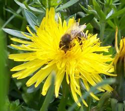 Foto: Biene auf Lwenzahnblte. |  Landwirtschaft News & Agrarwirtschaft News @ Agrar-Center.de