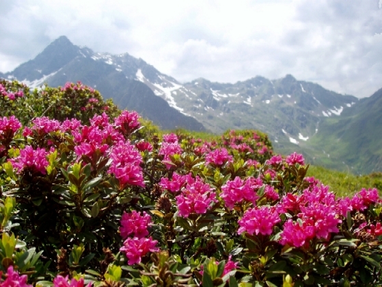 Orchideen-Seite.de - rund um die Orchidee ! | Tourismusinformation Defereggental