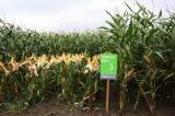 Foto: Maissorte FARMSTAR. |  Landwirtschaft News & Agrarwirtschaft News @ Agrar-Center.de