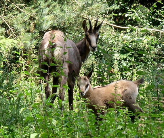 Tier Infos & Tier News @ Tier-News-247.de | Bayern Park - Freizeitparadies GmbH