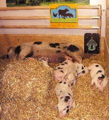 Landwirtschaft News & Agrarwirtschaft News @ Agrar-Center.de | Foto: ber solche Tierhaltung freuen sich Tierschtzer, denn diesen Schweinen wird wenigstens ein einigermaen gutes Leben ermglicht, bevor sie geschlachtet werden..