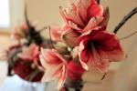 Orchideen-Seite.de - rund um die Orchidee ! | Foto: Amaryllis: So wrmt der Winter.