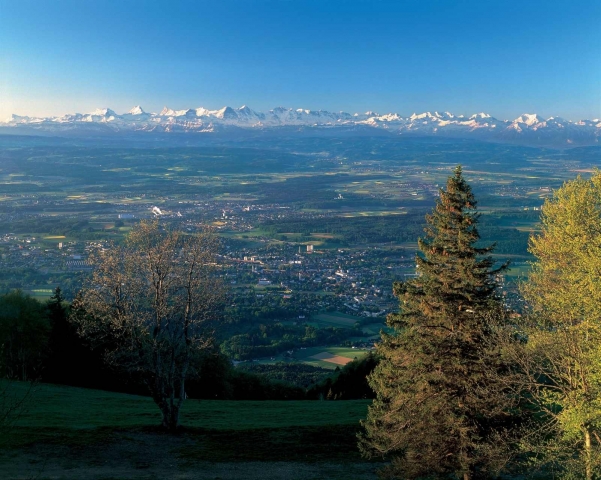 Pflanzen Tipps & Pflanzen Infos @ Pflanzen-Info-Portal.de | Region Solothurn Tourismus