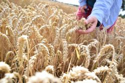 Landwirtschaft News & Agrarwirtschaft News @ Agrar-Center.de | Foto: Eine reife hre des verbesserten Weizens (Nadja Sonntag)