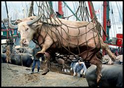 Foto: Millionen Khe, Pferde, Schweine und andere Tiere werden weltweit unter unvorstellbaren Bedingungen transportiert. |  Landwirtschaft News & Agrarwirtschaft News @ Agrar-Center.de