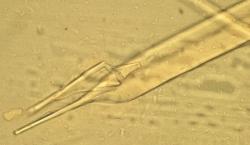 SeniorInnen News & Infos @ Senioren-Page.de | Foto: Mikroskopische Analyse von Glasfasern.