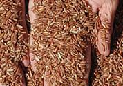 Nahrungsmittel & Ernhrung @ Lebensmittel-Page.de | Foto: Organischer roter Reis - von Natur aus durchgefrbt.