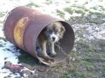 Hunde Infos & Hunde News @ Hunde-Info-Portal.de | Foto: Ein Bild des Jammers - kein Schutz vor Klte, Eis und Schnee.